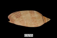 藏品(渦螺)的圖片